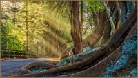 11 - SUN RAYS  ON MORTON BAY FIGS - STOKIE MICHELLE - australia <div